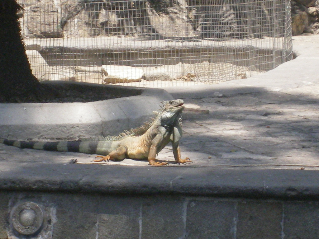 audio de iguana