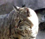 cuervo, lince, puerco espin