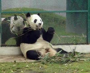 audio de oso panda